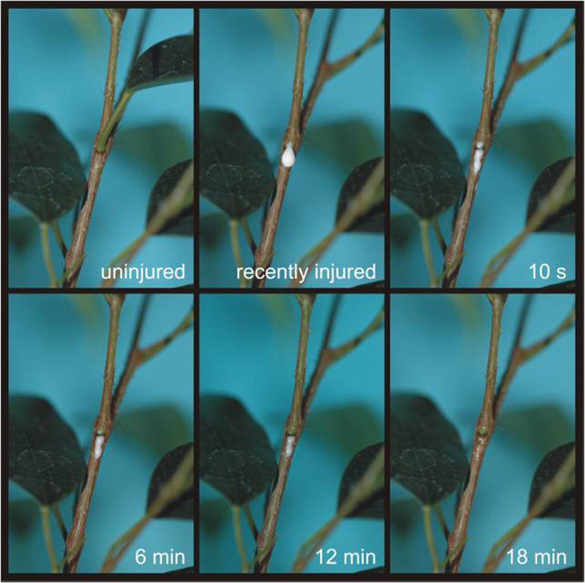 Introduction to Self-healing Epoxy Adhesives